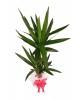 Yucca (Yuka) Bitkisi